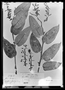 Field Museum photo negatives collection; Paris specimen of Gaultheria formosa J. Rémy, Chile, A. D. Orbigny 360, Type [status unknown], P