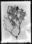 Field Museum photo negatives collection; Paris specimen of Pernettya buxifolia M. Martens & Galeotti, Mexico, H. G. Galeotti 1856, Isotype, P
