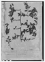 Field Museum photo negatives collection; Paris specimen of Celtis selloviana Miq., Brazil, F. Sellow, Isotype, P