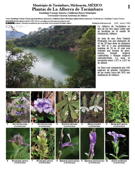 Plantas de La Alberca de Tacámbaro