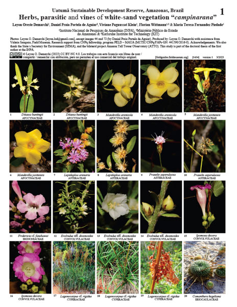 Ervas, parasitas e cipós da vegetação de areia branca "campinarana" na Reserva do Uatumã
