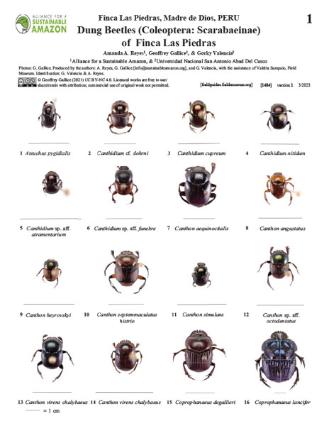 Escarabajos Peloteros (Coleoptera: Scarabaeinae) de Finca de las Piedras