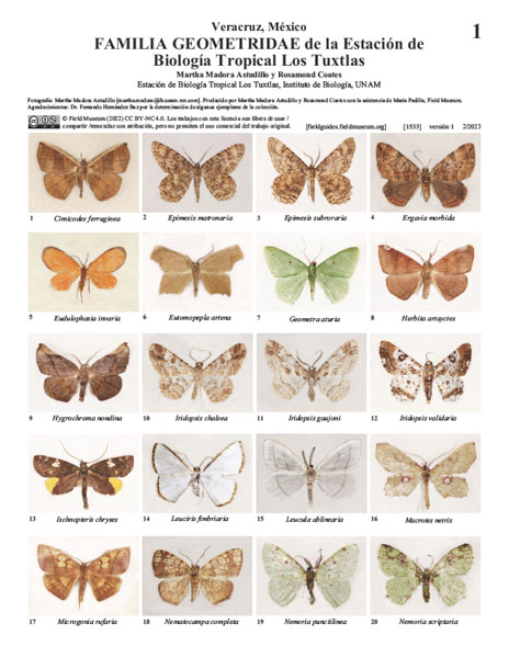 Familia GEOMETRIDAE de la Estación de Biología Tropical Los Tuxtlas