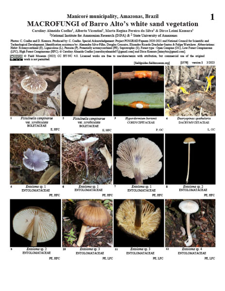 Macrofungi da vegetação de areia branca de Barro Alto no município de Manicoré