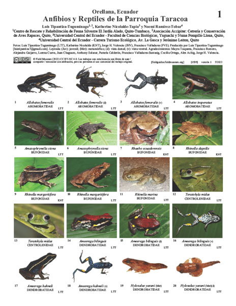 Anfibios y Reptiles de la Parroquia Taracoa