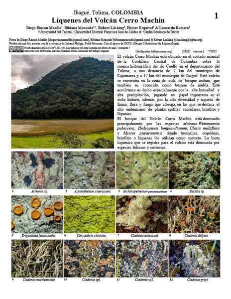 Liquens do Vulcão Cerro Machín