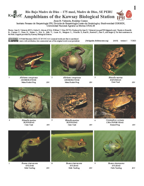 Anfibios de la Estación Biológica Kawsay