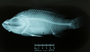 145908_xray_X1200_left_lateral_FZ