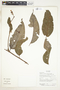 Diplopterys cabrerana (Cuatrec.) B. Gates, Ecuador, R. J. Burnham 1774, F