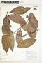 Diplopterys cabrerana (Cuatrec.) B. Gates, Ecuador, R. J. Burnham 1887, F