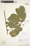 The General Digitization of Flowering Plants | Serjania pyramidata Radlk., Bolivia, A. H. Gentry 73756, F