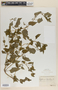 Scutellaria lateriflora L., United States of America, O. E. Lansing, Jr. 2, F