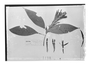 Field Museum photo negatives collection; Copenhagen specimen of Aphelandra blandii Lindau, Colombia, Bland, Type [status unknown], C