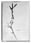 Field Museum photo negatives collection; Copenhagen specimen of Hygrophila guianensis var. lithospermoides Nees, Peru, A. de Jussieu, Type [status unknown], C