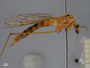 4429635 Diptera h l IN