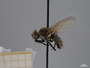 4429637 Diptera h l IN