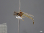 4429643 Diptera h l IN