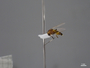 4429644 Diptera h l IN