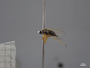 4429647 Diptera h l IN