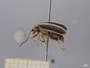 4430742 Coleoptera h l IN