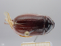 4429614 Phyllophaga sp h d IN