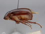 4429614 Phyllophaga sp h l IN