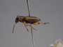 4429618 Coleoptera h l IN