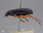 4429620 Coleoptera h l IN