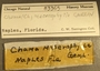 83365 Chama macerophylla label FMNH IZ