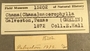 15202 Chama macerophylla label FMNH IZ