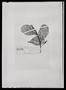 Field Museum photo negatives collection; Berlin specimen of Chupalon turbinatum Kuntze, BOLIVIA, O. Kuntze, Isotype, B