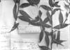 Cavendishia endresii image