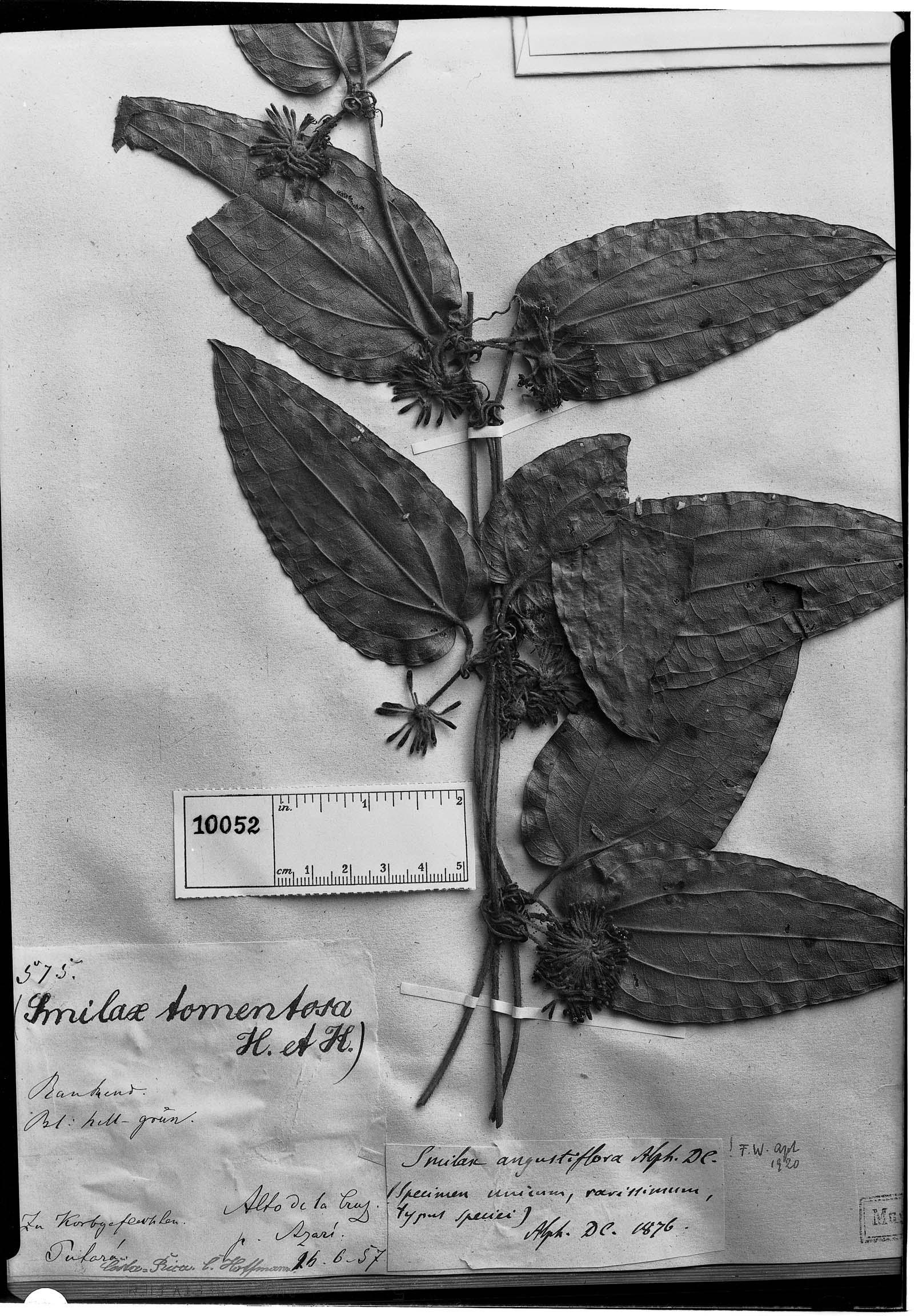 Smilax angustiflora image