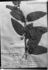 Image of Smilax angustiflora
