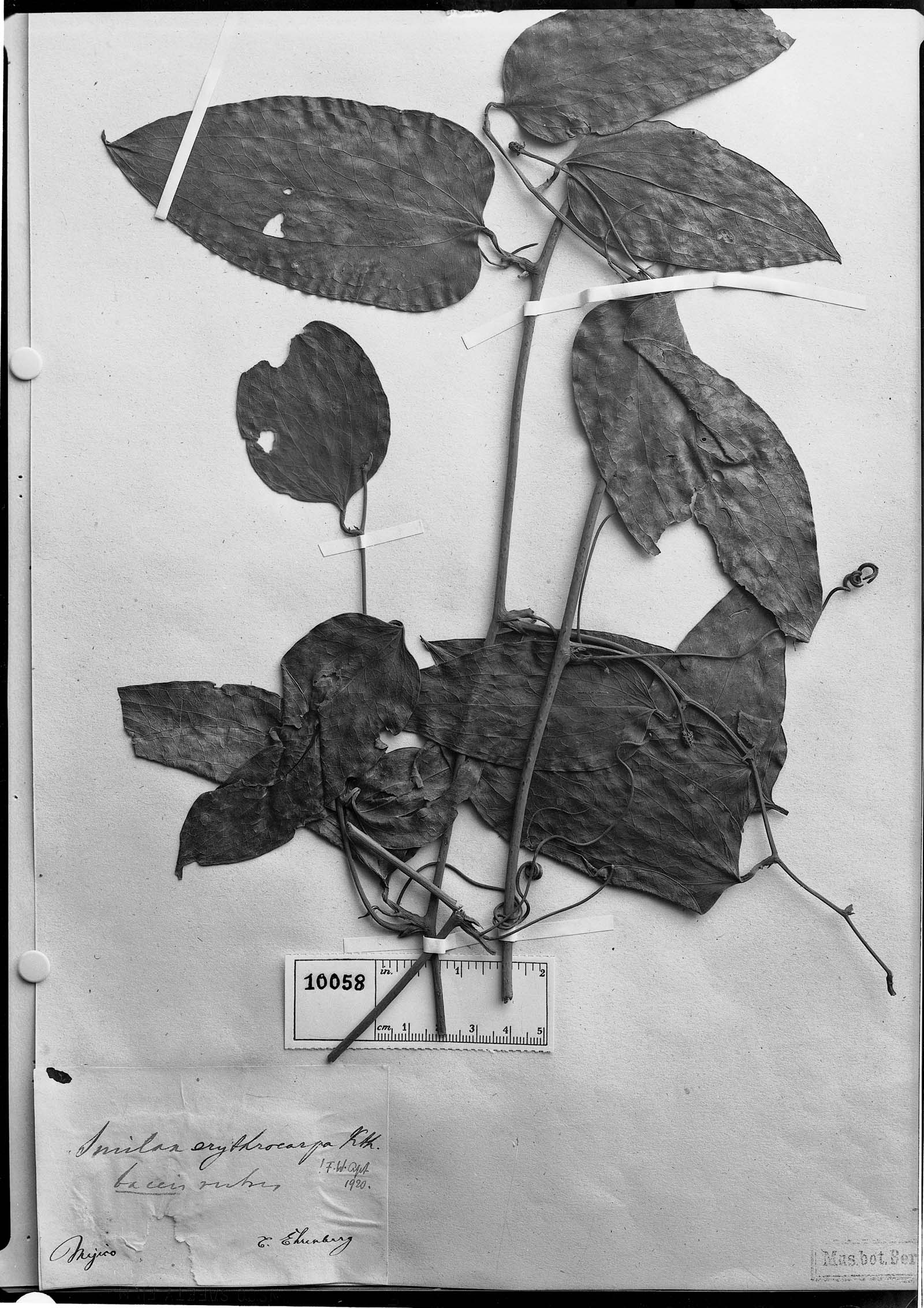 Smilax moranensis image