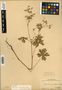 Geranium bicknellii Britton, U.S.A., R. Bebb 85, F