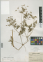 Geranium bicknellii Britton, U.S.A., F. C. Gates 3152, F
