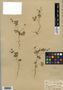 Geranium bicknellii Britton, U.S.A., E. E. Sherff, F