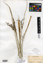 Juncus balticus subsp. littoralis image