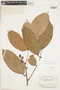 Protium giganteum Engl., BRITISH GUIANA [Guyana], F