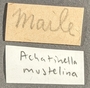 397625 Achatinella mustelina label FMNH IZ