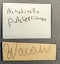 397575 Achatinella pulcherrima label FMNH IZ