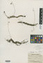 Utricularia intermedia Hayne, U.S.A., F. C. Gates 3180, F