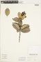 Pouteria splendens (A. DC.) Kuntze, CHILE, F