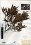 Comptonia peregrina (L.) J. M. Coult., U.S.A., E. E. Sherff, F