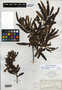 Comptonia peregrina (L.) J. M. Coult., U.S.A., H. F. Munroe, F