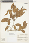 Protium guianense (Aubl.) Marchand, BRAZIL, F