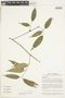 Protium guianense (Aubl.) Marchand, BRAZIL, F