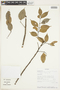 Protium guianense (Aubl.) Marchand, SURINAME, F
