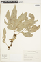 Protium heptaphyllum (Aubl.) Marchal, PARAGUAY, F